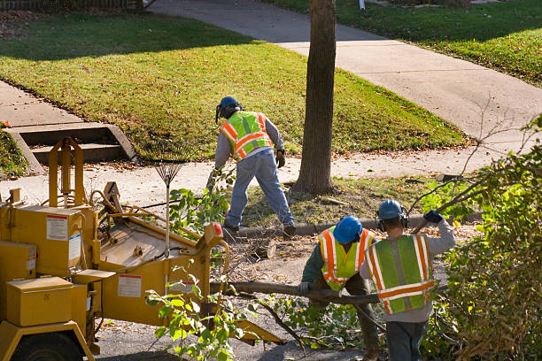 Professional Tree Removal and Landscaping Services in North Shore, CA